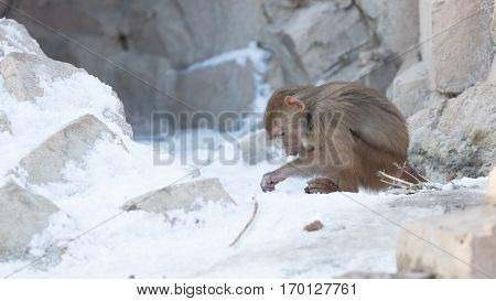 Macaque Monkey Searching Food