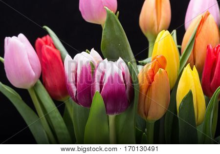 colorful bouquet of fresh spring tulip flowers