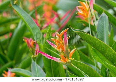 Closeup photo of colorful Heliconia psittacorum Sassy pink yellow red flowers in the garden in Singapore (Costus speciosus)