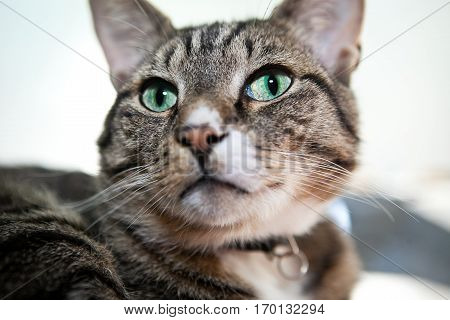 Tabby cat  looking amazed with bid green eyes