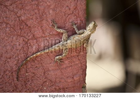 Lizard on a terracotta ocher wall, Senegal, Africa