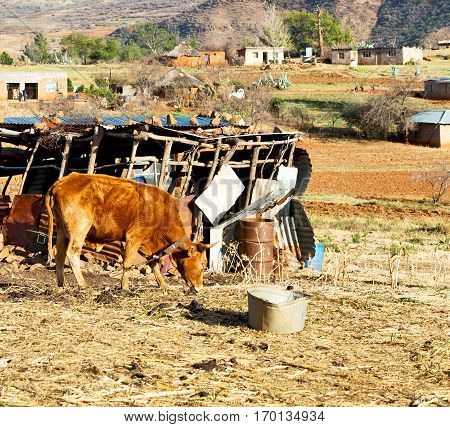In Lesotho     Street Village