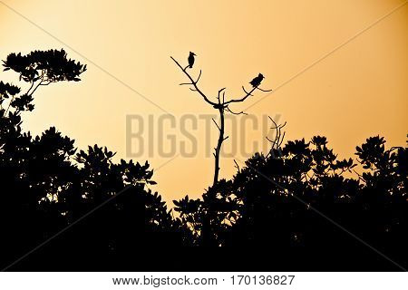Silhouette of two kingfisher birds perched on a dead tree in the sunset, Senegal, Africa