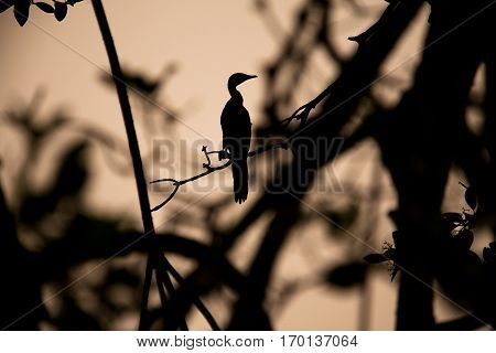 shadow of a cormoran perched in a tree