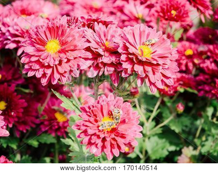 Red Chrysanthemum bed flower a nutural background