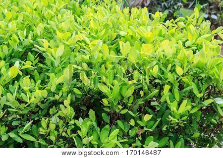 Leaves of coca plant or Erythroxylum novogranatense