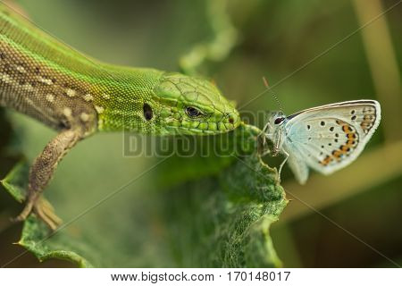 Sand lizard or Lacerta agilis hunting on silver-studded blue or Plebejus argus