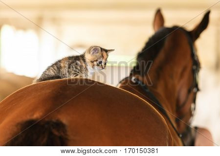 Little cute kitten kitty cat pet animal on horse horseback.