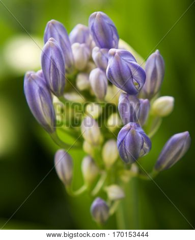 New Zealand wild Agapanthus flowers grow in such profusion throughout New Zealand. Blue native New Zealand flower, Agapanthus 'Midnight Blue'