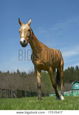 Pferd