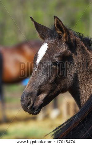 Pferd