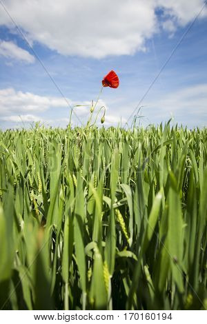 Lonely red possy flower in a green wheat fiels