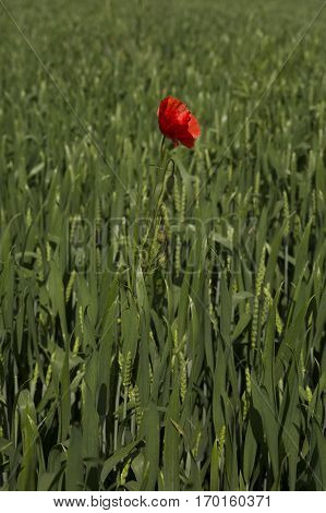 Lonely red possy flower in a green wheat fiels