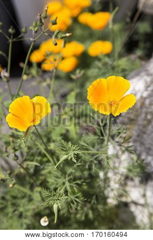 Close up on orange golden poppy flowers