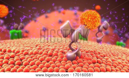 Cell-surface receptors, also known as transmembrane receptors, are cell surface, membrane-anchored, or integral proteins that bind to external ligand molecules.