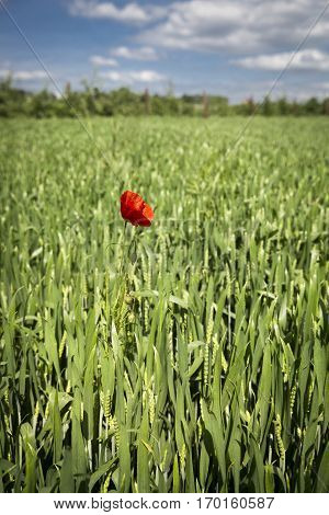 Lonely red possy flower in a green wheat fiels