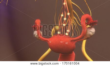 A nerve fiber is a threadlike extension of a nerve cell and consists of an axon and (in some cases) a myelin sheath.