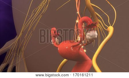 A nerve fiber is a threadlike extension of a nerve cell and consists of an axon and (in some cases) a myelin sheath.