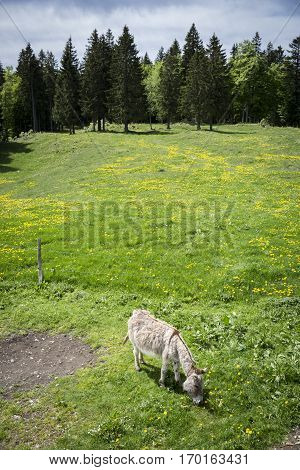 Bucolic mountain landscape with blooming green meadow and donkey grazing Jura Switzerland