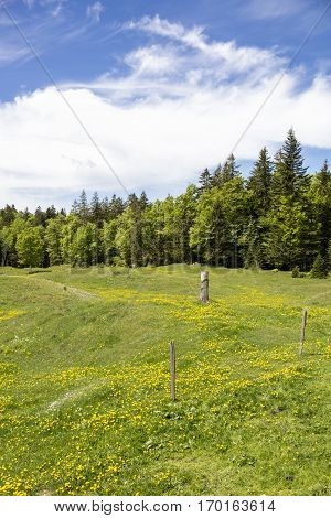 Bucolic mountain landscape with blooming green meadow Jura Switzerland
