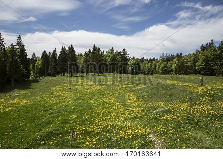 Bucolic mountain landscape with blooming green meadow Jura Switzerland
