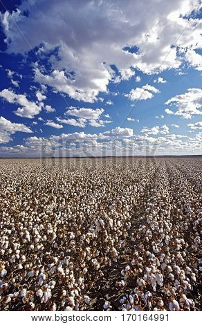 Cotton field, Lake Menindee, NSW, Australia