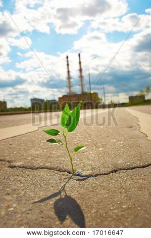 若い植物はアスファルト市内・ ロードになります。
