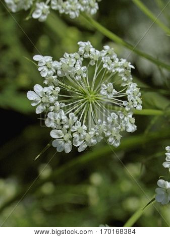 Wild Carrot Flower, Rattlesnakeweed Daucus Pusillus, Nature