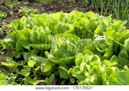 Fresh green lettuce sallad in the garden