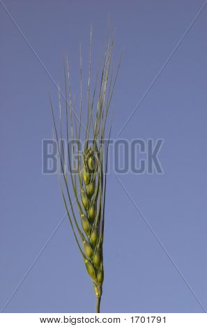 Foto de A de un tallo de trigo verde aislado