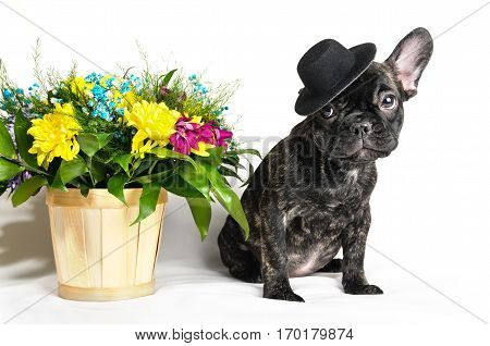 French bulldog sitting or lying in the hat next to a spring bouquet in a basket on a white background isolated