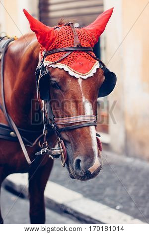 Horse with a red cap covering his ears. Close-up