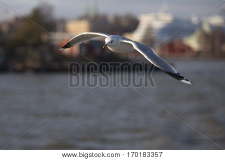 Seabird flying in movement above the sea