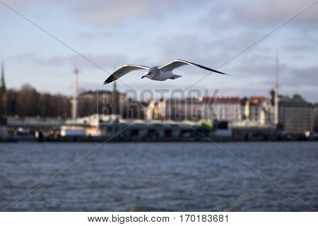Seabird flying in movement over the sea with Helsinski city in the background