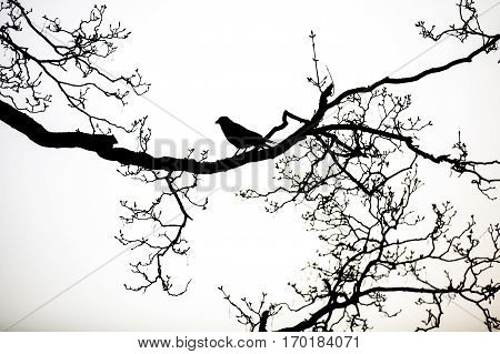 black silhouette of a raven perched on the bare branches of a tree