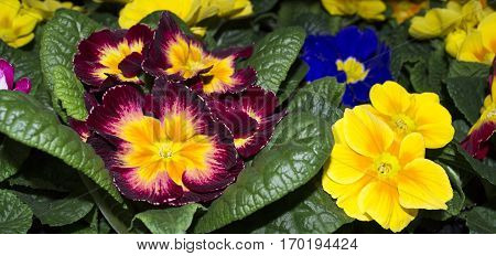 Flower Primrose close up. Selective focus. Natural background.