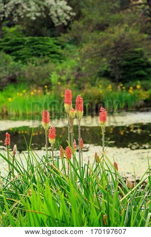 Orange wildflowers knwn and poke plant in wetland marsh