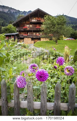 Garden with pink flower in front of a swiss wooden traditionnal chalet