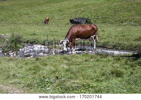Swiss cow crossing a river stream in in bucolic green summer alpine meadow Swiss Alps mountain massif canton du Valais Switzerland
