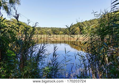 Lake near forest with reflection, reed in Taul Park, north of Moldova