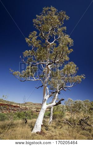 Ghost Gum at the Kimberleys