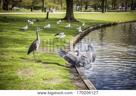 Courtship display of a couple of great blue herons in the park