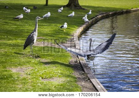 Courtship display of a couple of great blue herons in the park