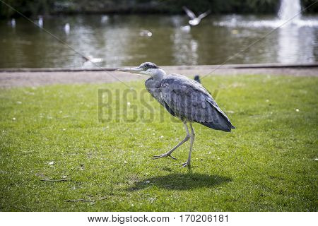 Great Blue Heron (Ardea herodias) on the grass in the park
