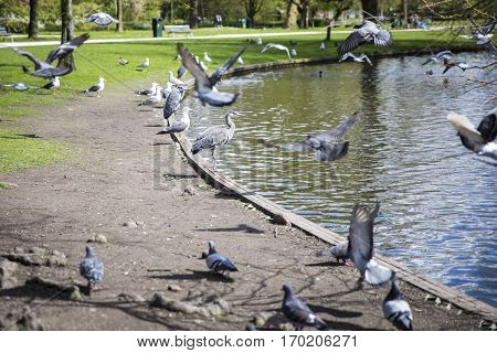 Great Blue Heron (Ardea herodias) surrounded by pigeons flying around in the park