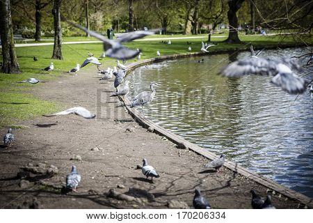 Great Blue Heron (Ardea herodias) surrounded by pigeons flying around in the park