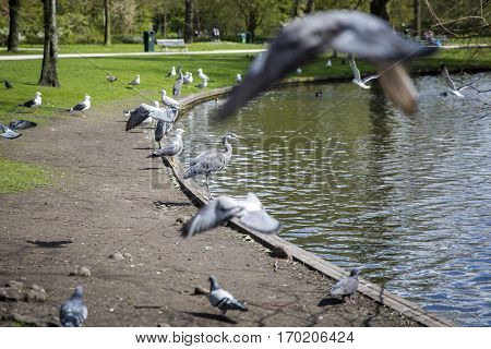 Great Blue Heron (Ardea herodias) surrpunded by pigeons flying around in the park
