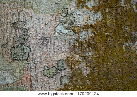 Bark  Wood Tree Texture Background Pattern