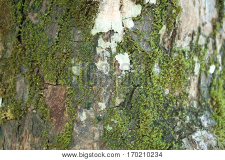 Bark  Wood Tree Texture Background Pattern
