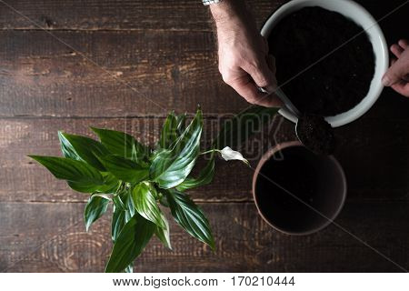 Flower Spathiphyllum a bowl with the ground on the board horizontal